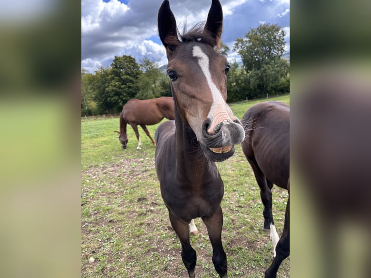 Westphalian Mare Foal (01/2025) Bay-Dark in Netphen