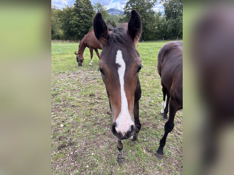 Westphalian Mare Foal (01/2025) Bay-Dark in Netphen