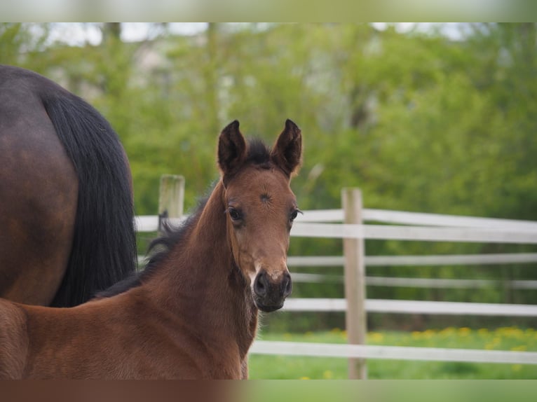 Westphalian Mare Foal (04/2026) Bay-Dark in Münster