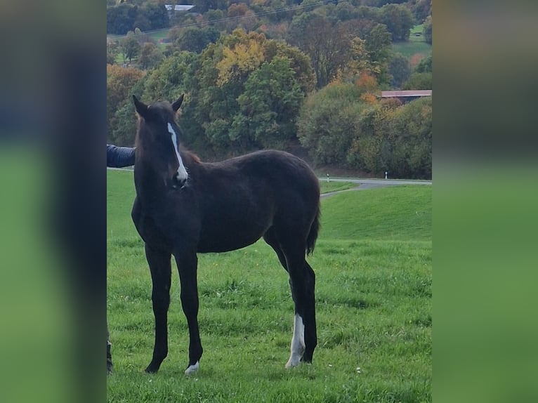 Westphalian Mare Foal (05/2025) Bay-Dark in NetphenNetphen