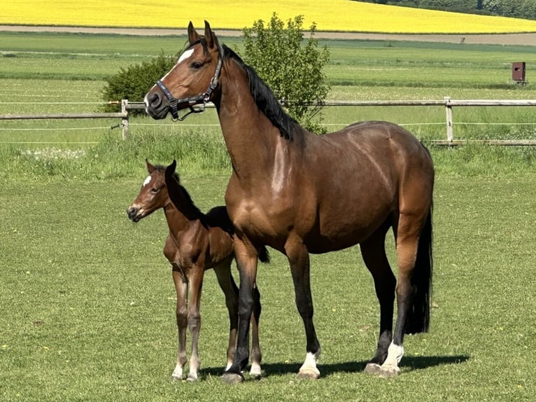 Westphalian Mare Foal (05/2025) Bay-Dark in Warburg