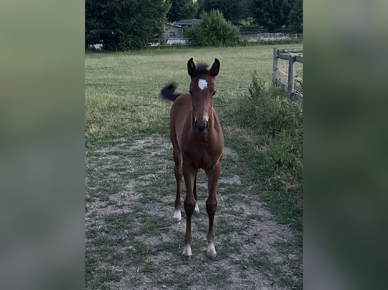 Westphalian Mare Foal (05/2025) Bay-Dark in Warburg