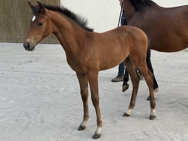 Westphalian Mare Foal (05/2025) Bay-Dark in Warburg