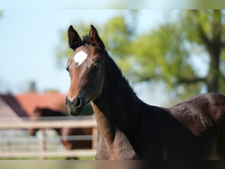 Westphalian Mare Foal (03/2026) Bay-Dark in Gescher
