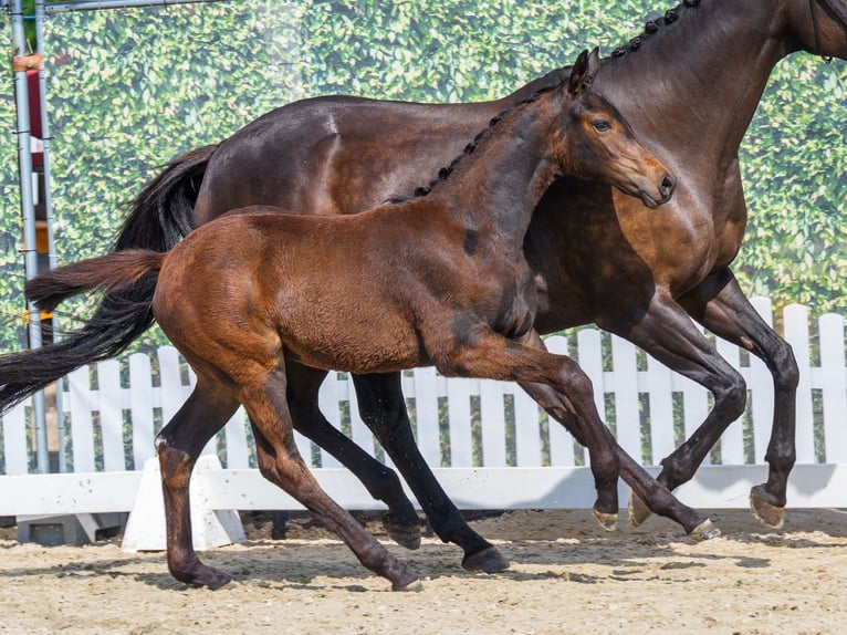 Westphalian Mare Foal (05/2026) Bay-Dark in Mnster-Handorf
