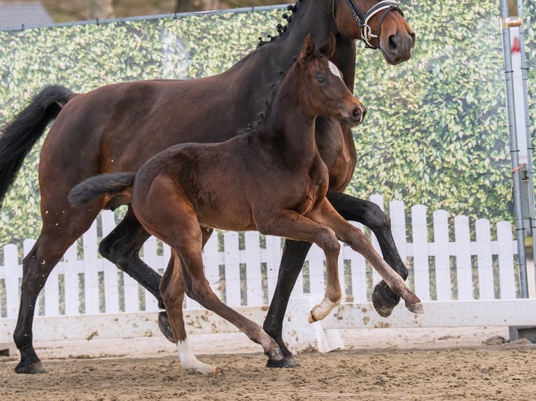 Westphalian Mare Foal (02/2026) Bay-Dark in Mnster-Handorf