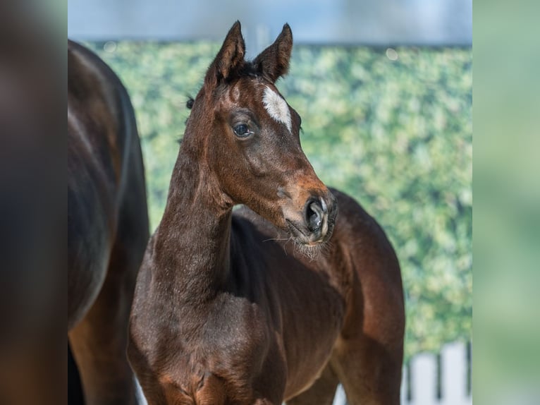 Westphalian Mare Foal (02/2026) Bay-Dark in Mnster-Handorf