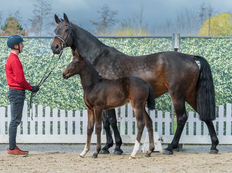 Westphalian Mare Foal (02/2026) Bay-Dark in Mnster-Handorf