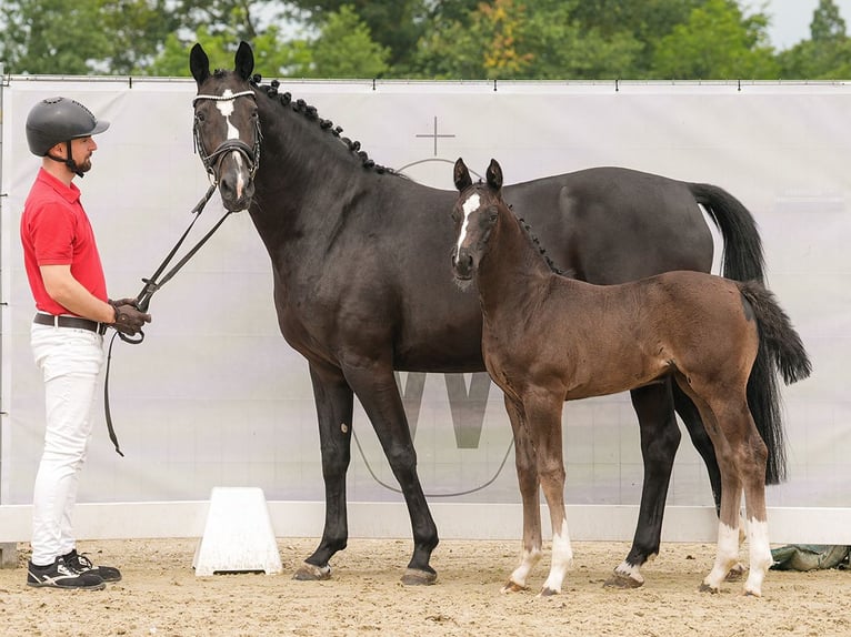 Westphalian Mare Foal (05/2024) Bay-Dark in Münster-Handorf