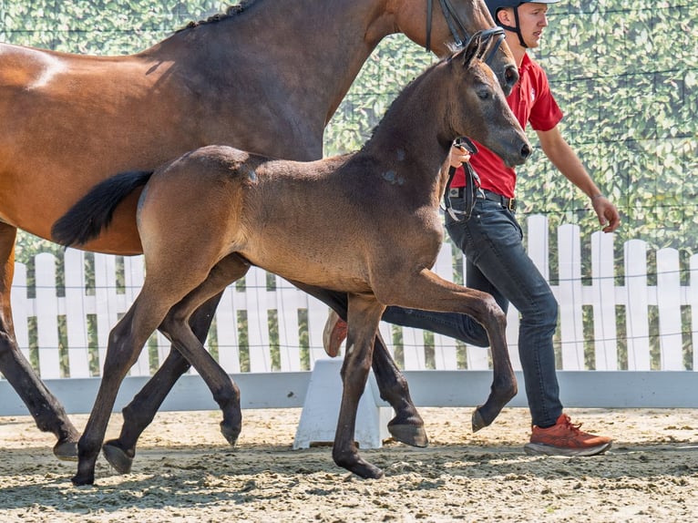Westphalian Mare Foal (07/2025) Bay-Dark in M&#xFC;nster-Handorf