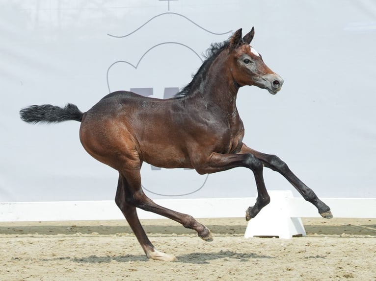 Westphalian Mare Foal (07/2024) Bay-Dark in Münster-Handorf