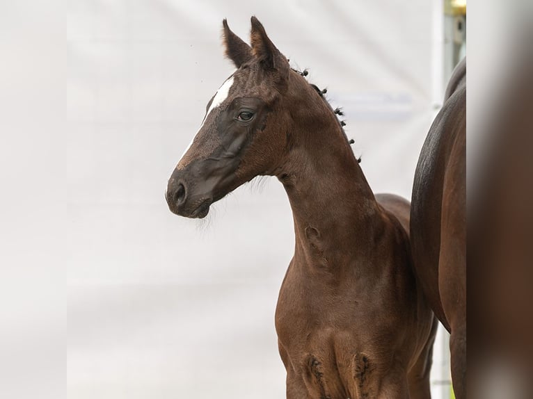 Westphalian Mare Foal (05/2024) Bay-Dark in Münster-Handorf