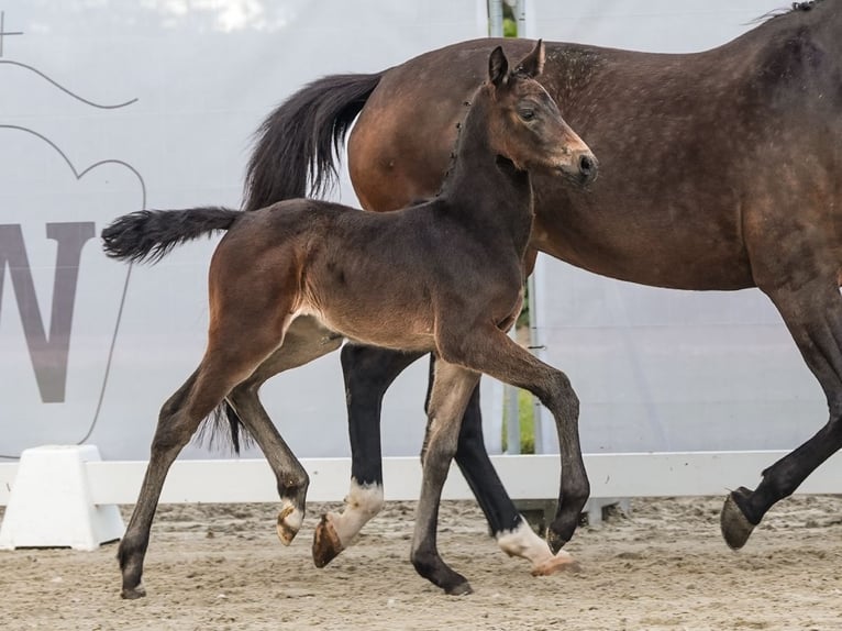 Westphalian Mare Foal (05/2024) Bay-Dark in Münster-Handorf