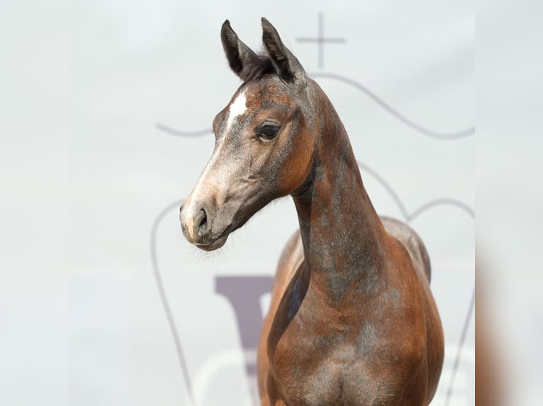 Westphalian Mare Foal (06/2024) Bay-Dark in Münster-Handorf