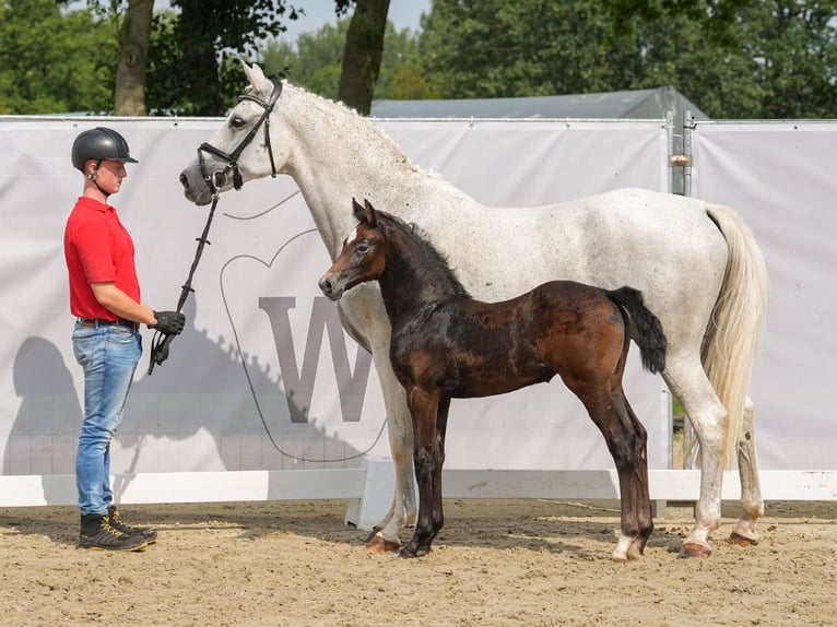 Westphalian Mare Foal (07/2024) Bay-Dark in Münster-Handorf