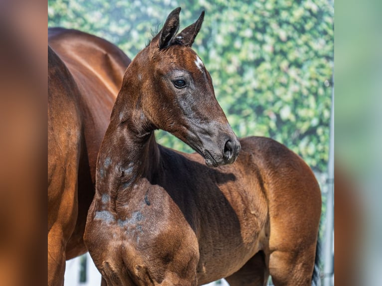 Westphalian Mare Foal (07/2025) Bay-Dark in M&#xFC;nster-Handorf