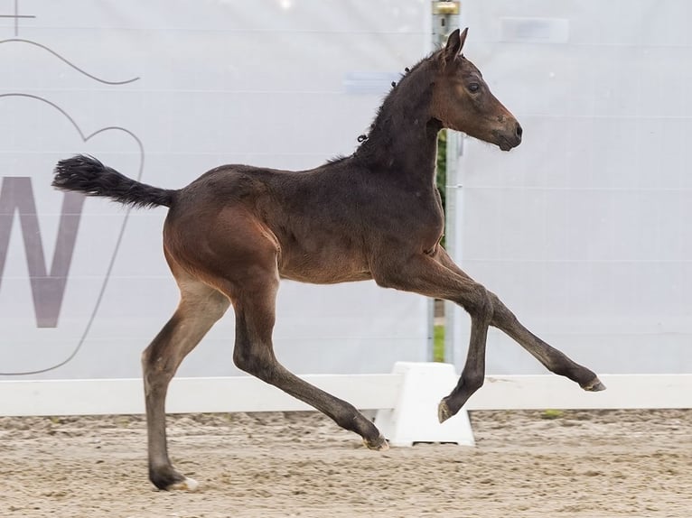 Westphalian Mare Foal (05/2024) Bay-Dark in Münster-Handorf