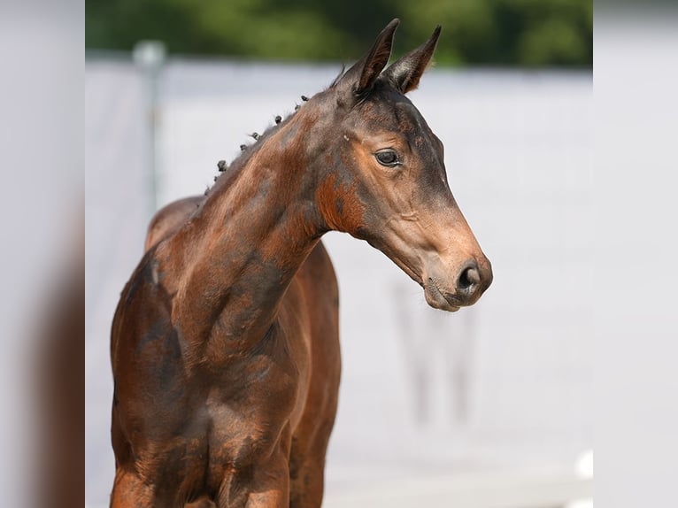 Westphalian Mare Foal (06/2024) Bay-Dark in Münster-Handorf