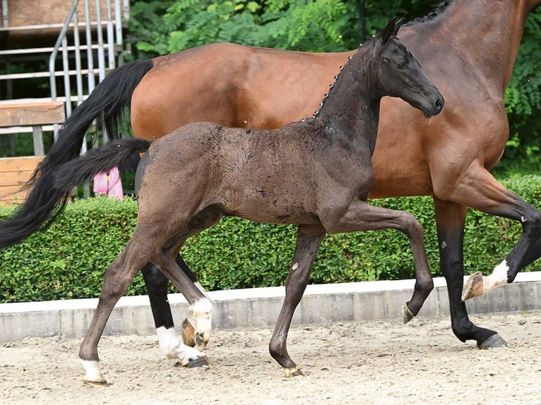 Westphalian Mare Foal (05/2024) Black in Bad Bevensen