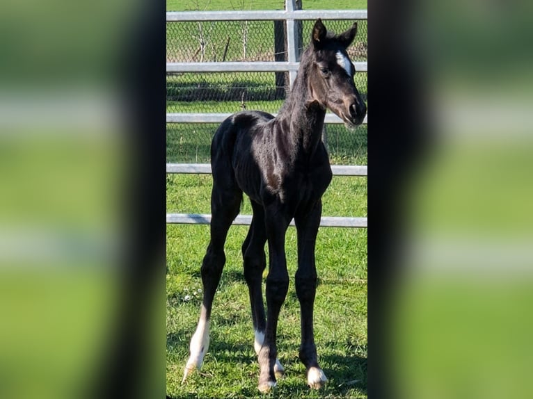 Westphalian Mare Foal (03/2026) Black in Borchen