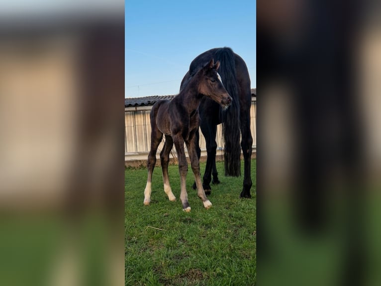 Westphalian Mare Foal (03/2026) Black in Borchen