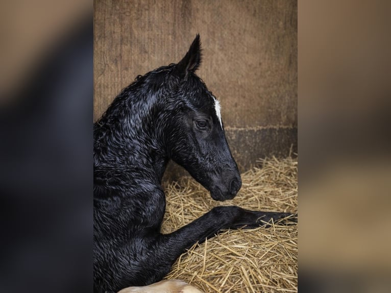 Westphalian Mare Foal (03/2026) Black in Borchen