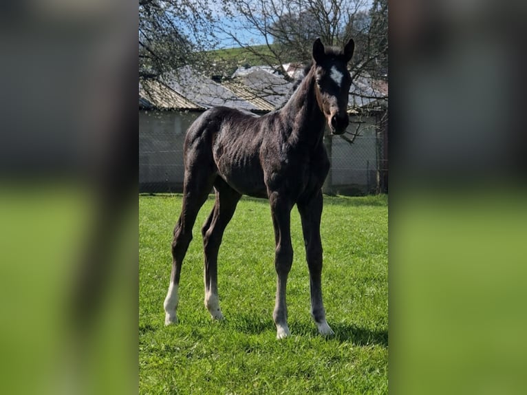 Westphalian Mare Foal (03/2026) Black in Borchen