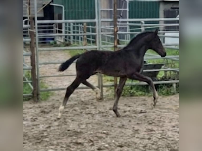 Westphalian Mare Foal (03/2026) Black in Borchen