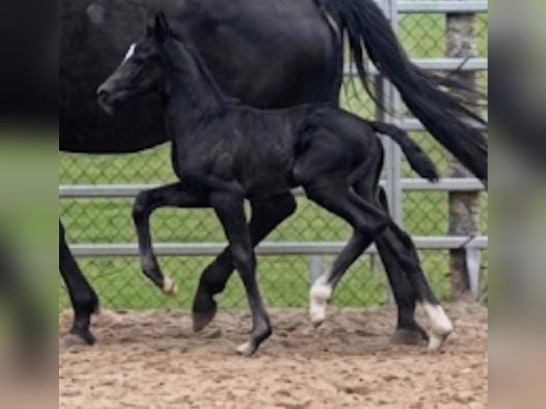 Westphalian Mare Foal (03/2026) Black in Borchen