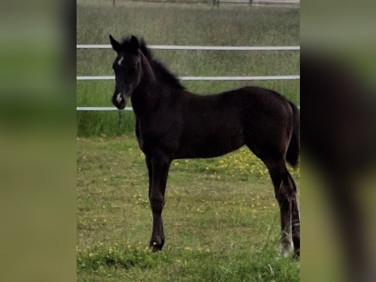 Westphalian Mare  Black in Borgholzhausen