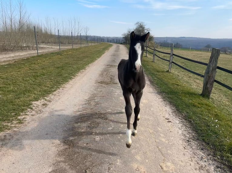 Westphalian Mare  Black in Bad Karlshafen