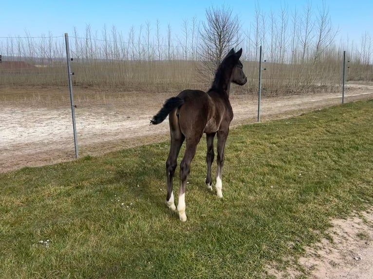 Westphalian Mare  Black in Bad Karlshafen
