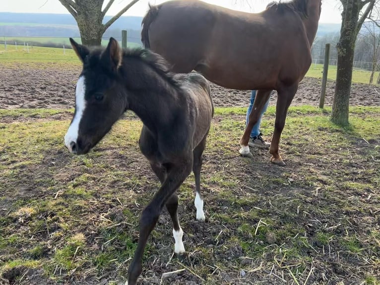 Westphalian Mare  Black in Bad Karlshafen