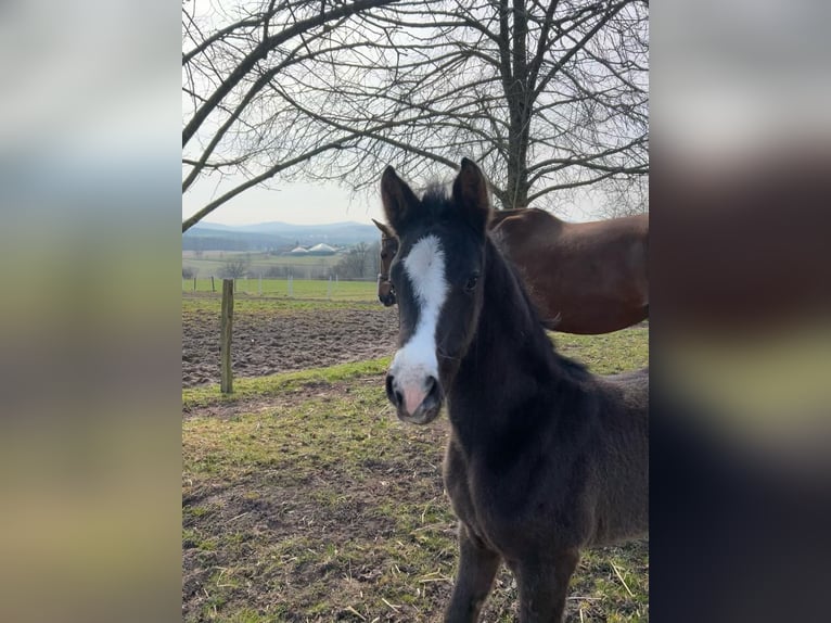 Westphalian Mare  Black in Bad Karlshafen