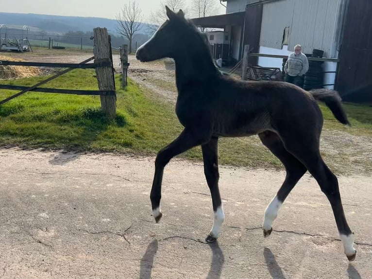 Westphalian Mare  Black in Bad Karlshafen