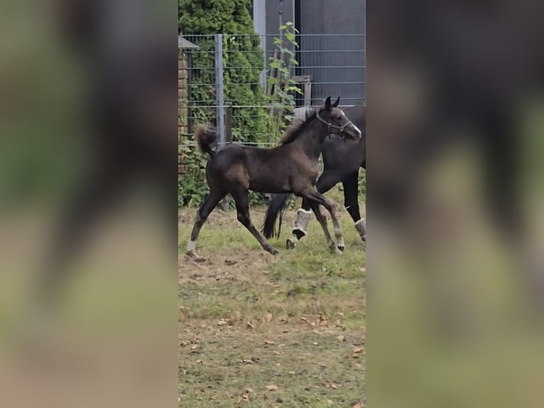 Westphalian Mare Foal (06/2025) Black in Bergkamen