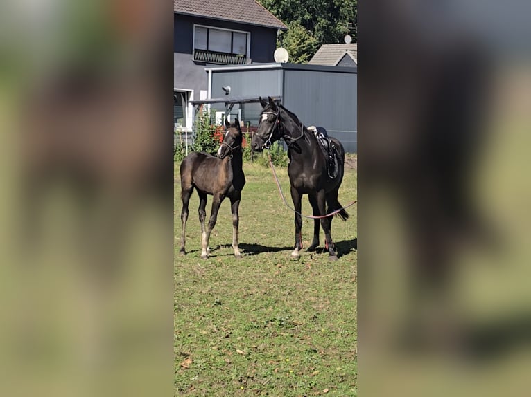 Westphalian Mare Foal (06/2025) Black in Bergkamen