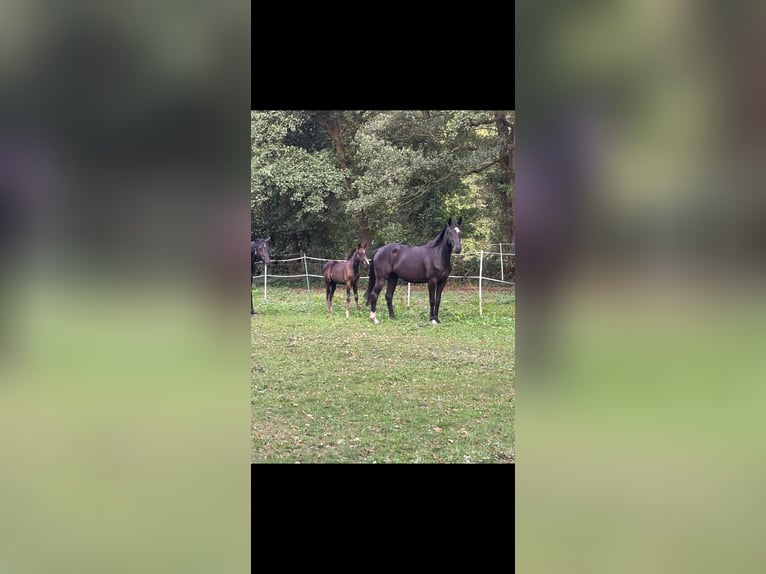 Westphalian Mare Foal (06/2025) Black in Bergkamen