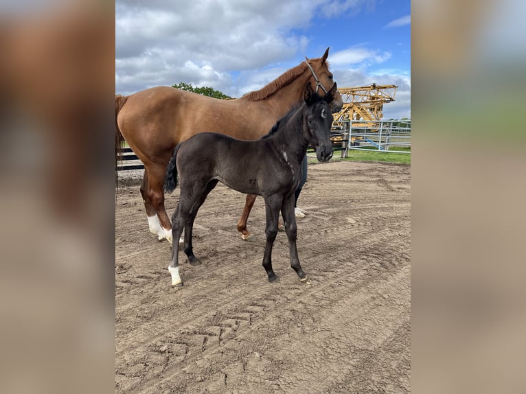 Westphalian Mare Foal (01/2026) Black in Damme