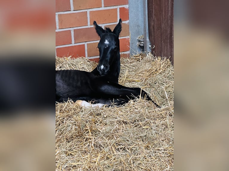 Westphalian Mare Foal (05/2025) Black in Handrup
