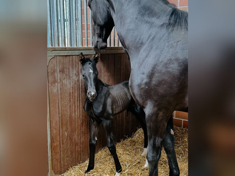 Westphalian Mare Foal (05/2025) Black in Handrup
