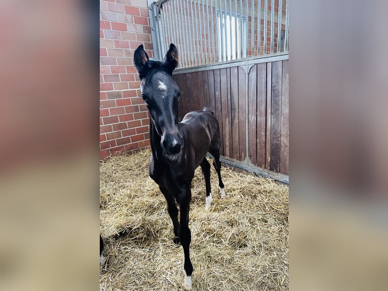Westphalian Mare Foal (05/2025) Black in Handrup