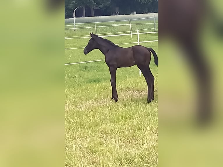 Westphalian Mare  Black in Havetoft