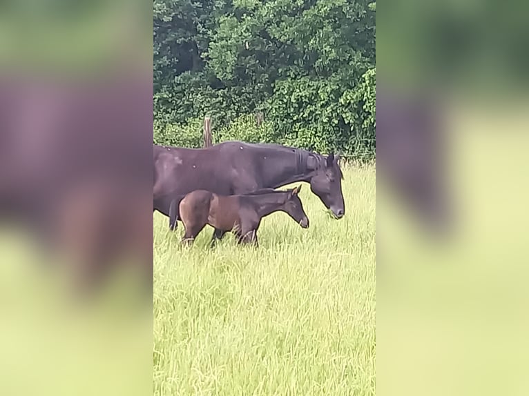 Westphalian Mare  Black in Havetoft