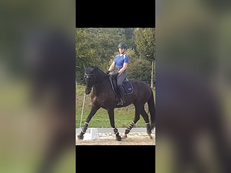 Westphalian Mare Foal (06/2025) Black in Bergkamen