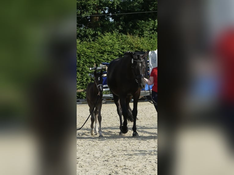 Westphalian Mare Foal (06/2025) Black in Bergkamen