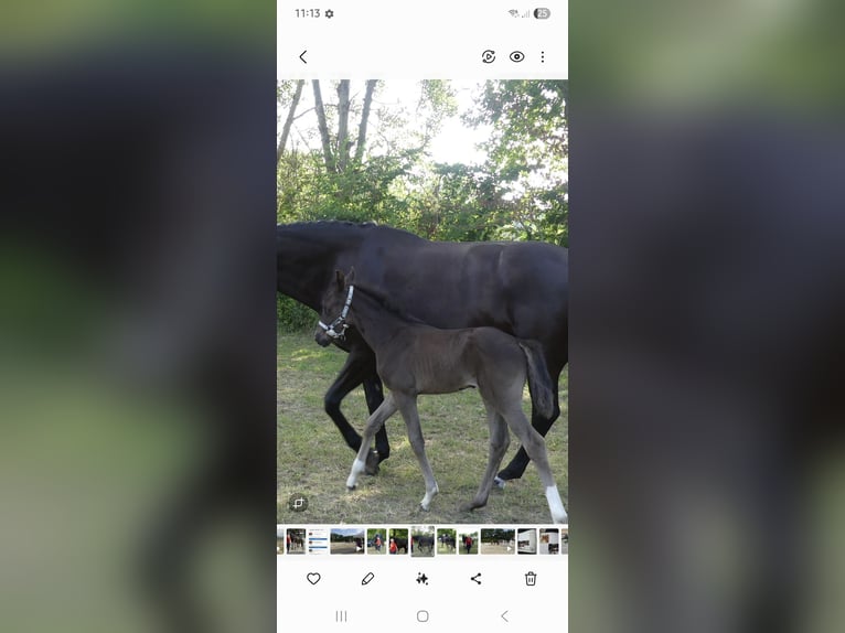 Westphalian Mare Foal (06/2025) Black in Bergkamen