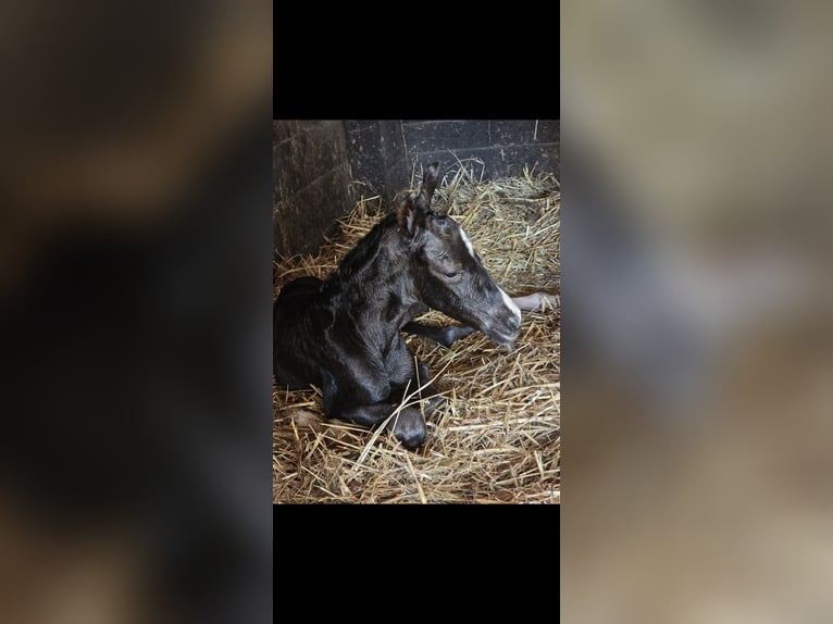Westphalian Mare Foal (06/2025) Black in Bergkamen
