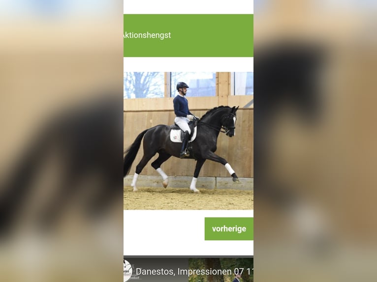 Westphalian Mare Foal (06/2025) Black in Bergkamen