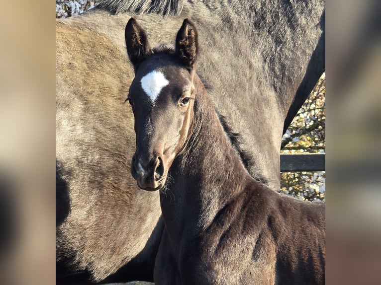 Westphalian Mare Foal (02/2026) Black in Lohne (Oldenburg)